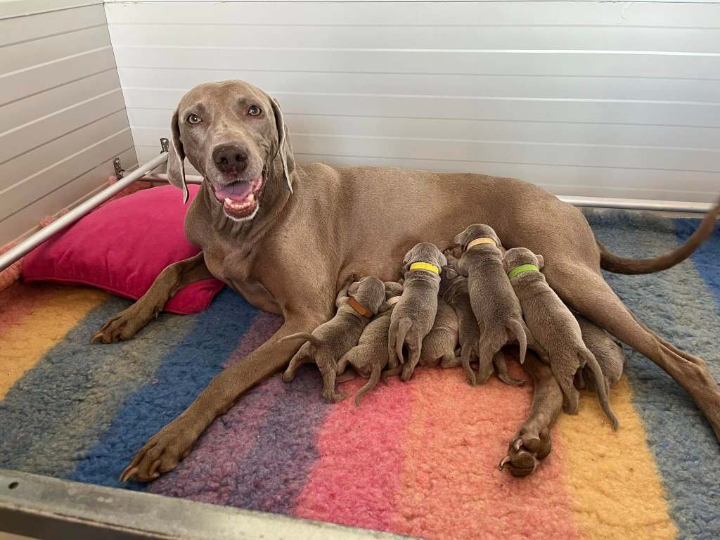 La litter E è nata!