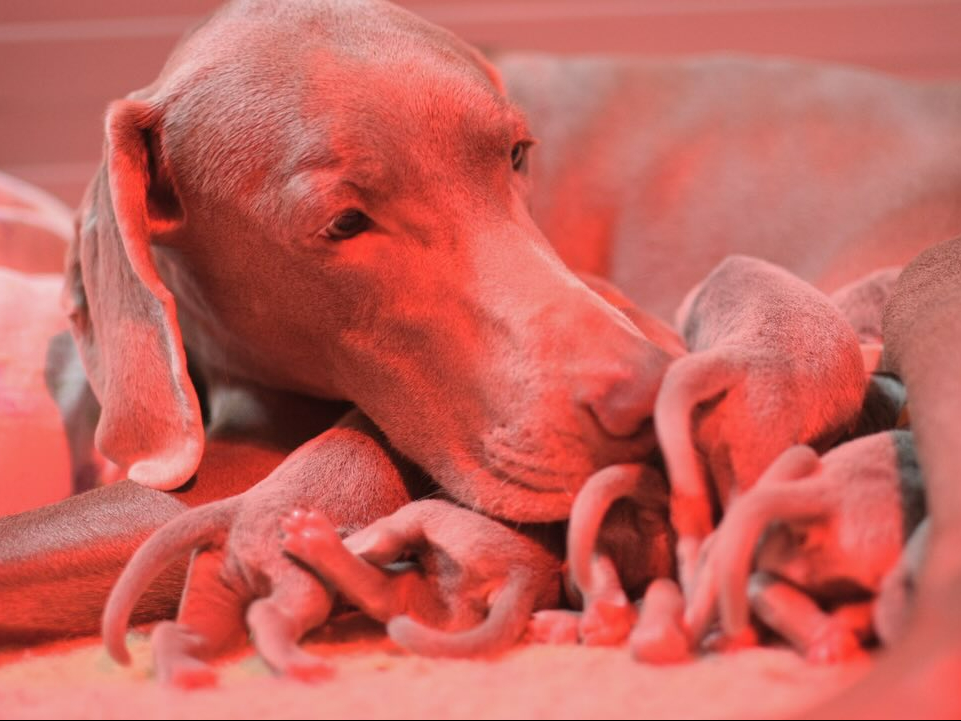 La litter F è nata!